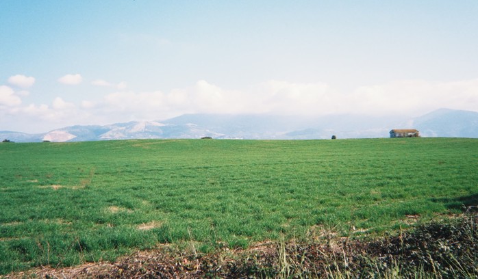 A green field with a blue sky and a few clouds. I took the photo on my morning walk.