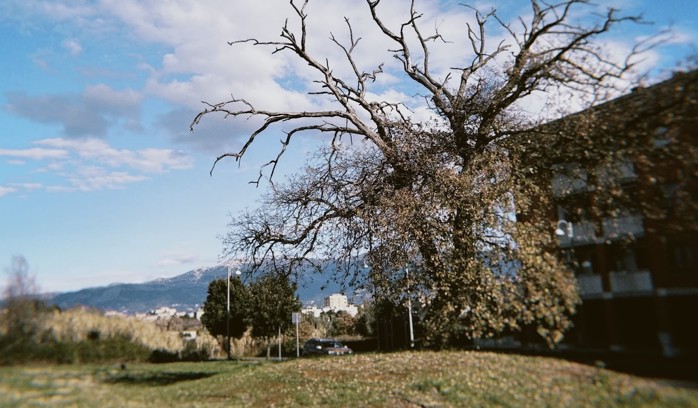 The half-dead/half-alive tree in my neighborhood. It is a good metaphor for my mental state.