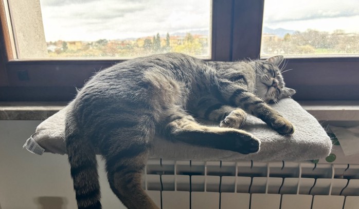 My cat Pepito sleeping on the window of my bedroom.