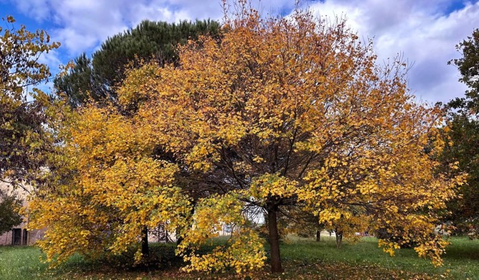 A golden autumnal tree I met during a walk in the park.