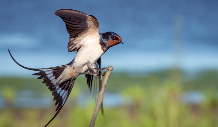 Header image for Swift announces official Windows support — maybe too late